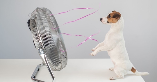 A small brown and white dog stands in front of a silver fan